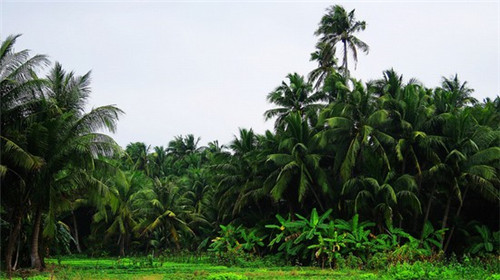 普通食堂连锁加盟费多少，食堂连锁品牌加盟